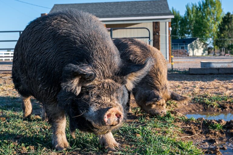 D Couvrez Le Plus Gros Cochon Du Monde