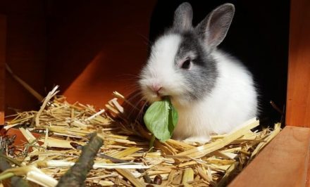 aménagement d'une cage pour des lapins