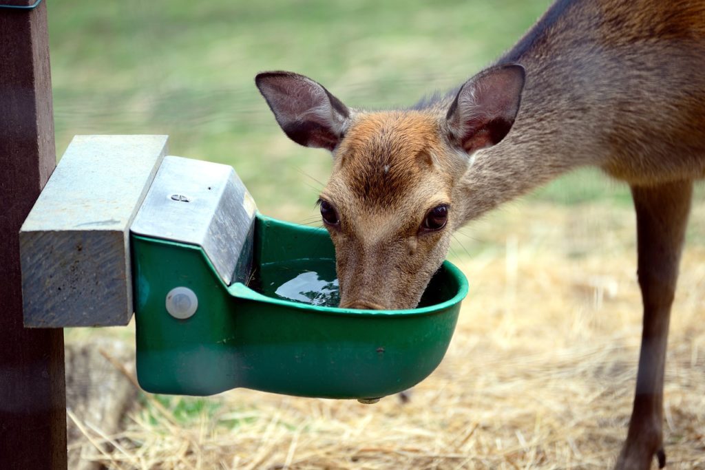 Que Faire Comme Metier Avec Les Animaux Sauvages