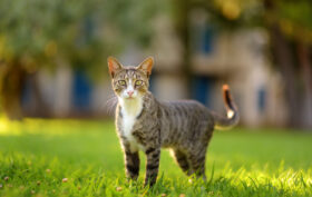 chaton dans l'arbre