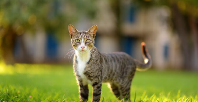 chaton dans l'arbre