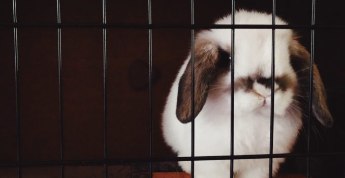 Comment Choisir Une Cage A Lapin Pour Appartement