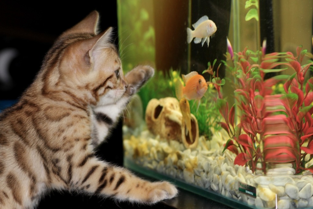 Comment décorer un aquarium
