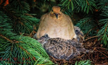 bébé pigeon