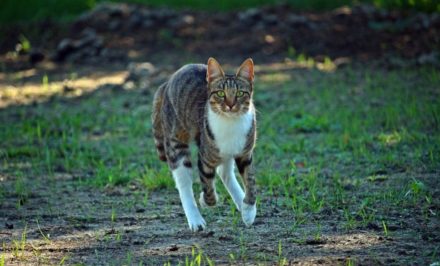 Superstitions Que Faire Si Un Chat Noir Croise Votre Chemin