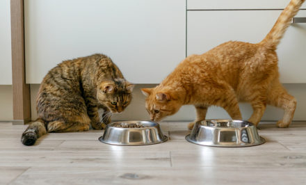 Vomissement Du Chat Quelles Croquettes Pour Le Chat Qui Vomit