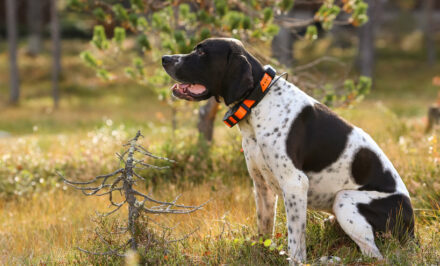 Chiens Souffrants Que Donner Aux Chiens Qui Ont L Air D Avoir Mal