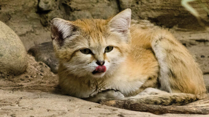 le petit félin sauvage du désert