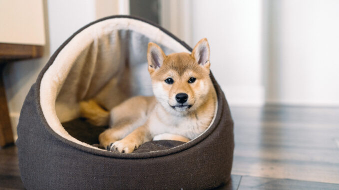 panier pour chien