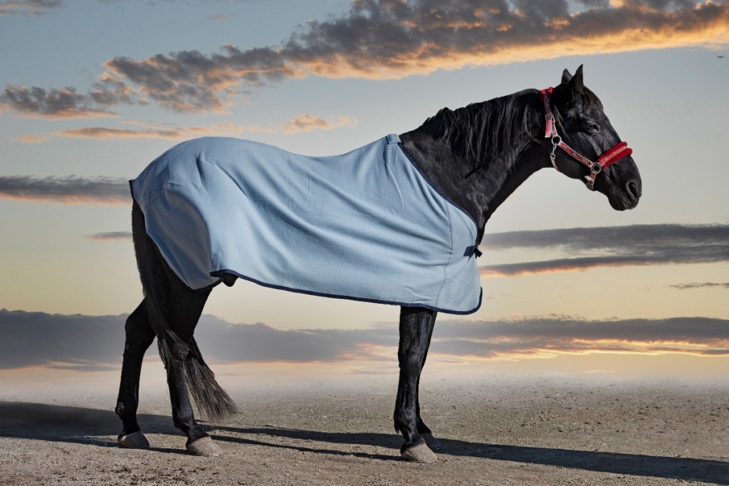 Équipement pour cheval : les dernières tendances des magasins de matériel d' équitation