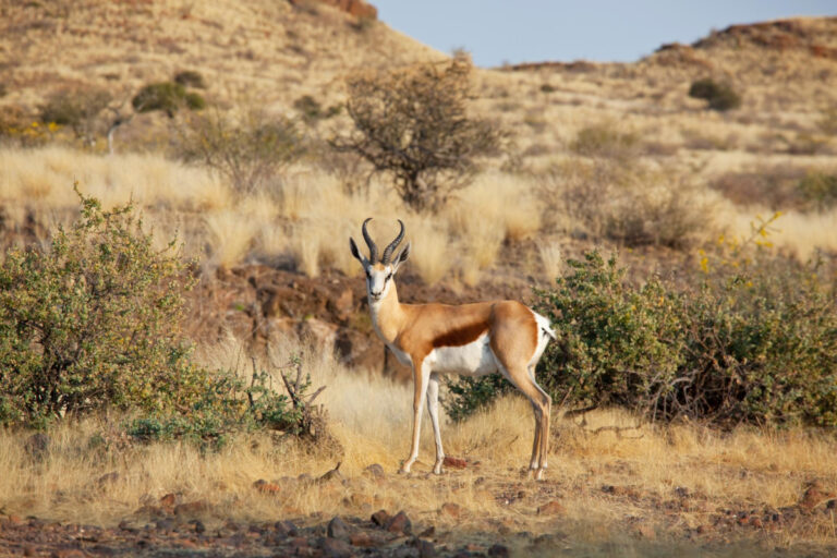 Animaux En Voie De Disparition En Voie D Extinction Les Diff Rences