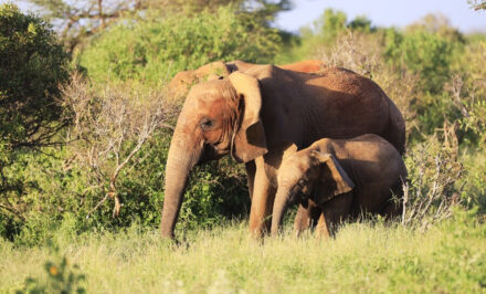 gestation éléphant