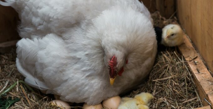 6 astuces pour le bien-être de vos poules