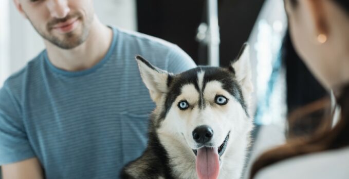 6 races de chiens aux yeux bleus