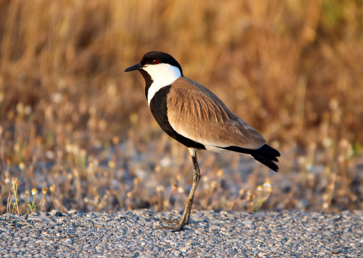 8 espèces d'oiseaux les plus douées