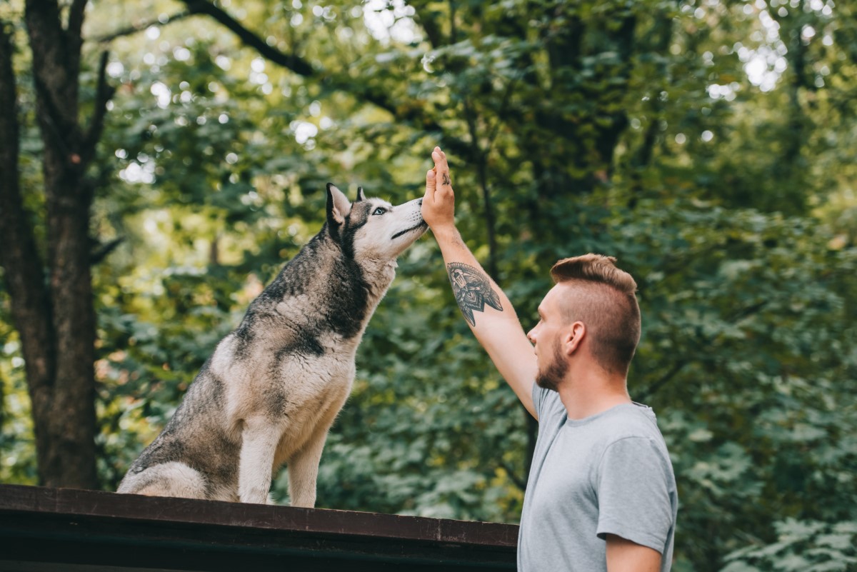 8 meilleures races canines