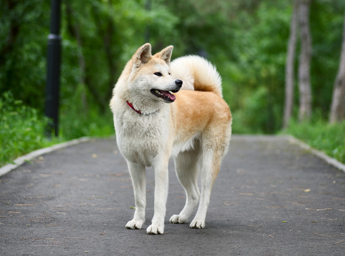 8 meilleures races de chiens