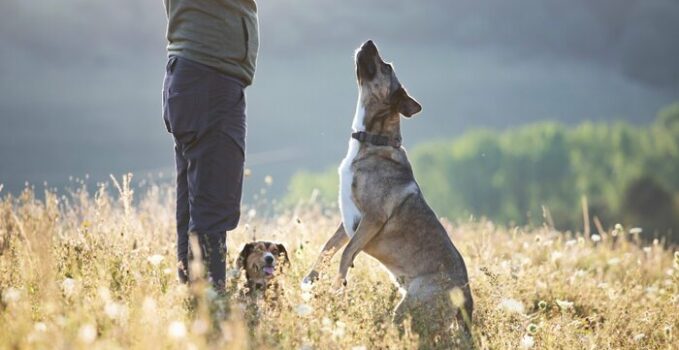 devenir éducateur canin