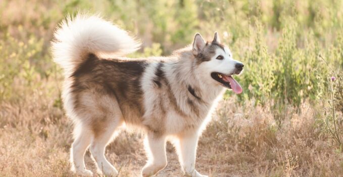 Alaskan Klee Kai