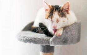 Aménagements cosy pour chats
