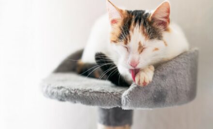 Aménagements cosy pour chats