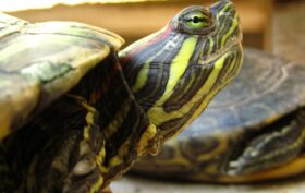 Caring for snake-necked turtles