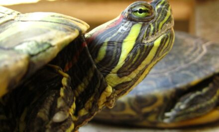 Caring for snake-necked turtles