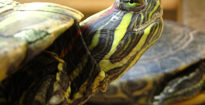 Caring for snake-necked turtles