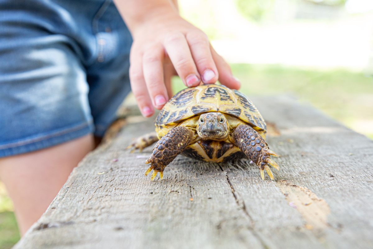 Choisir-sa-premiere-tortue