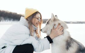 Comprendre le husky de Sibérie