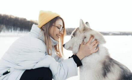 Comprendre le husky de Sibérie