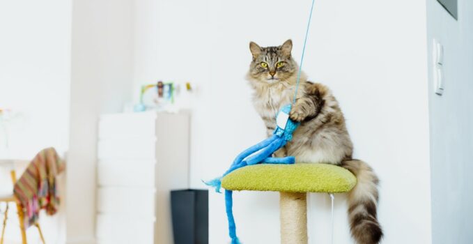 Fabriquer des jouets pour chat et chien