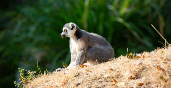 Nouvelles espèces animales étonnantes