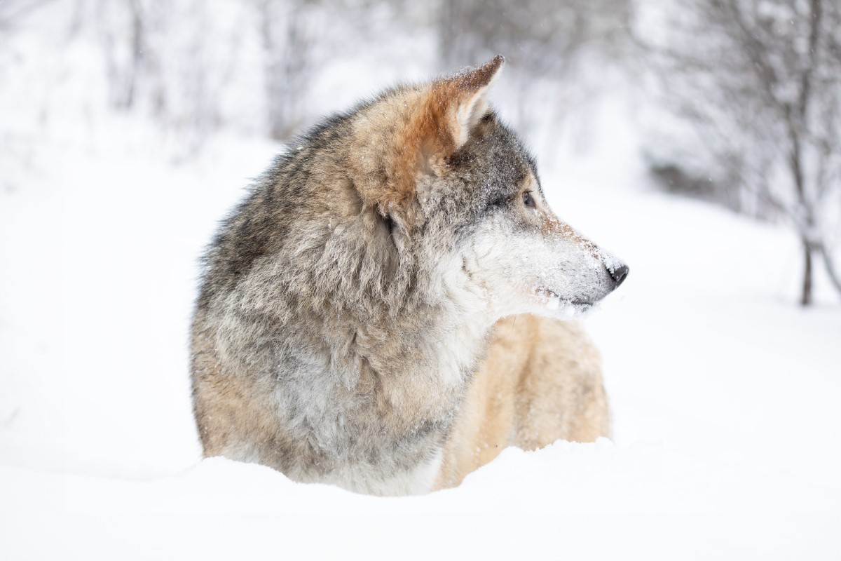 Races canines qui incarnent l'esprit du loup