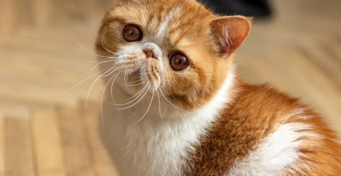 Secrets de la race Exotic Shorthair