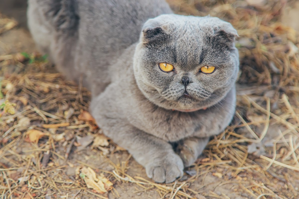 Secrets du chartreux