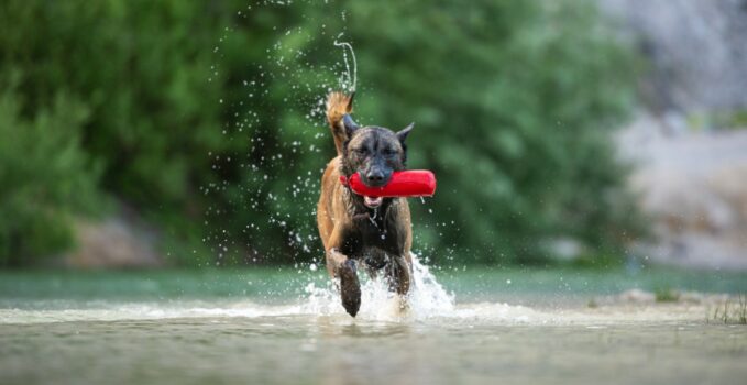 adopter un chien malinois