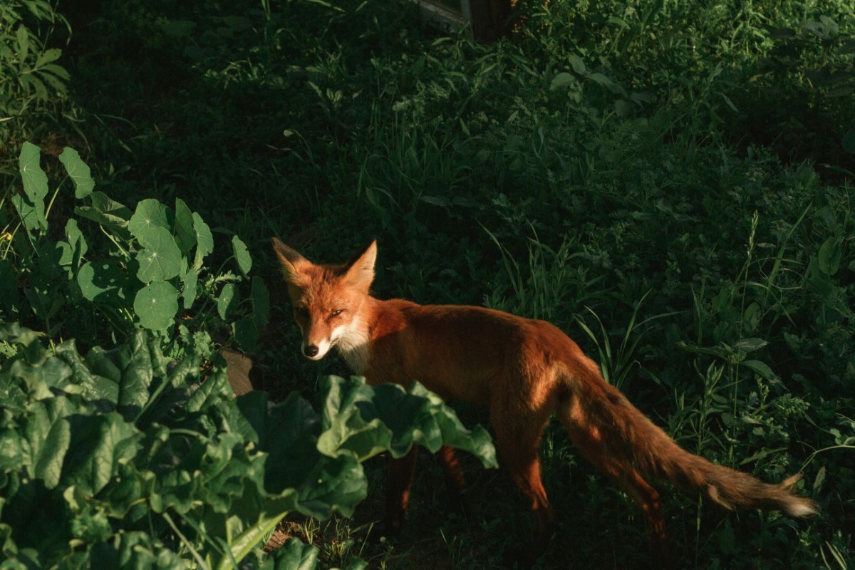 animaux et les plantes deviennent muse