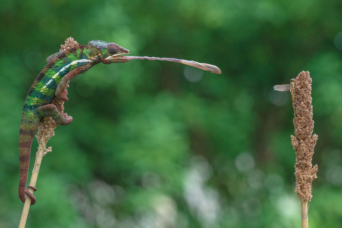 animaux et plantes