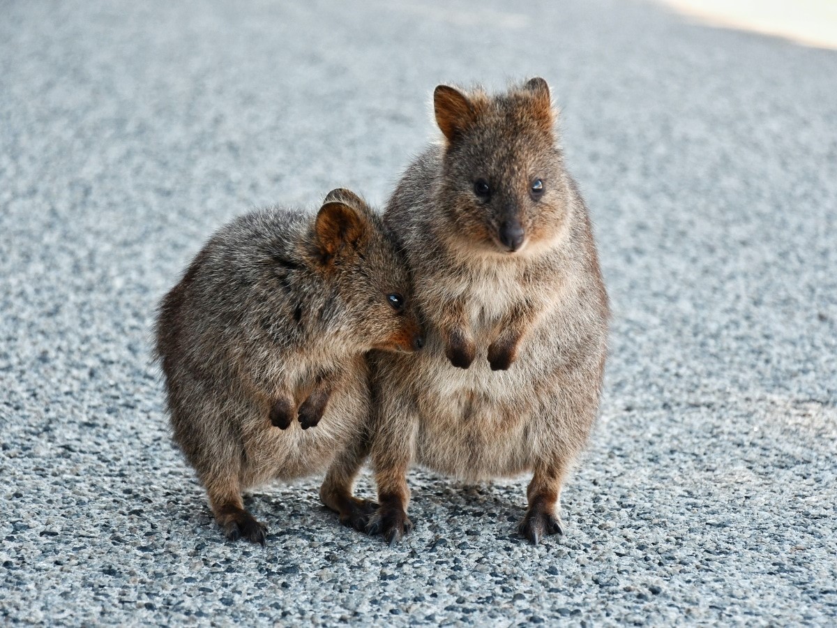 animaux hybrides les plus surprenants de la nature