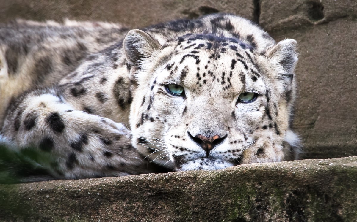 animaux les plus vénérés