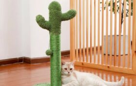 arbre à chat en forme de cactus original