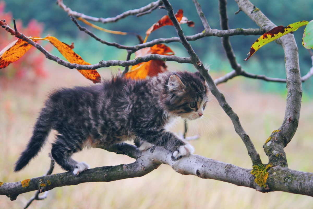 arbre à chat unique