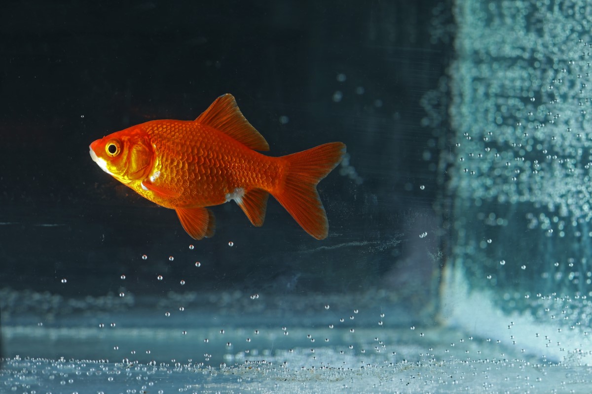 baptiser votre poisson rouge