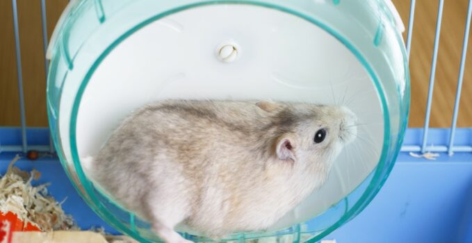 boules d'exercice pour hamsters