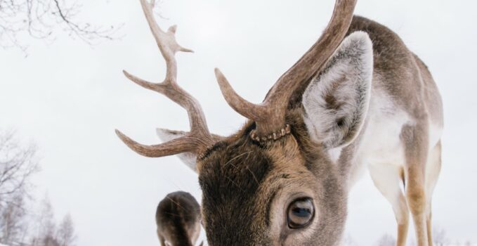 cerfs se séparent de leurs bois