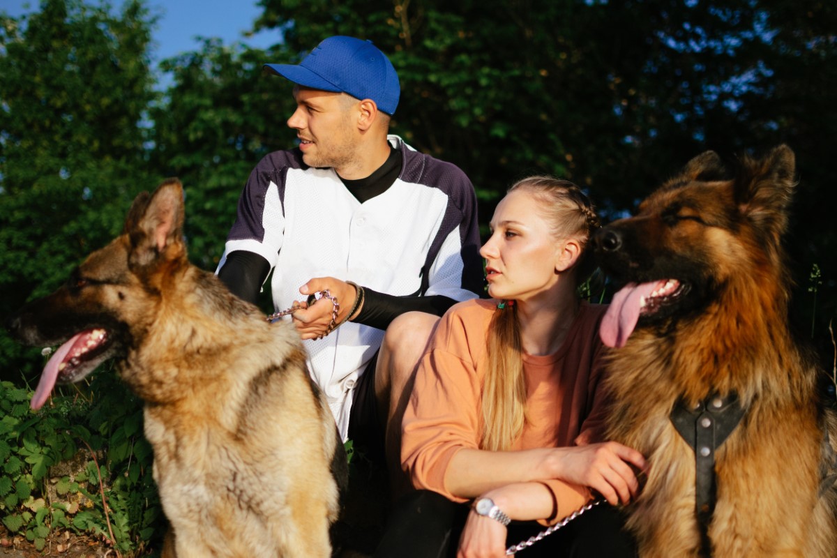 chiens allemands à adopter