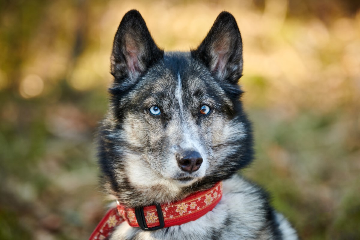 chiens les plus fascinantes