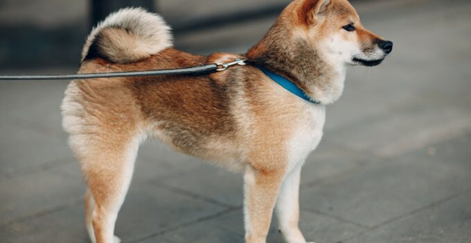 chiens originaires du Japon