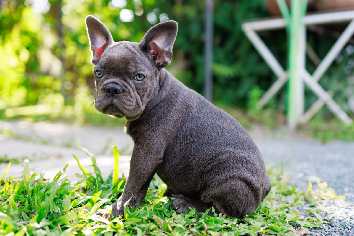 chiens plissés les plus adorables